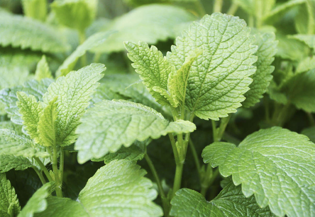 Lemon Balm (Melissa Officinalis)