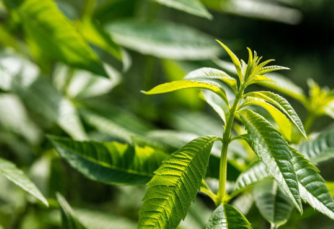 Lemon Verbena Leaf (Aloysia Citrodora)