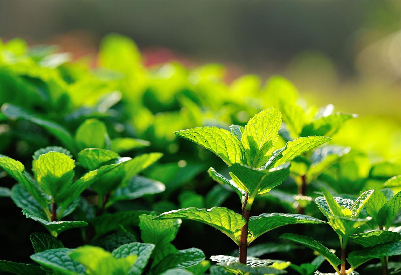 Peppermint Leaf (Mentha x Piperita)