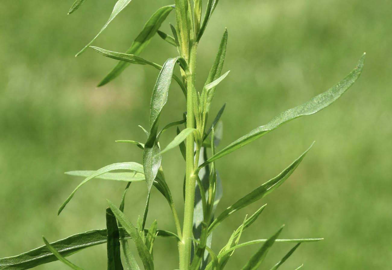 French Tarragon Leaf (Artemisia Dracunculus)